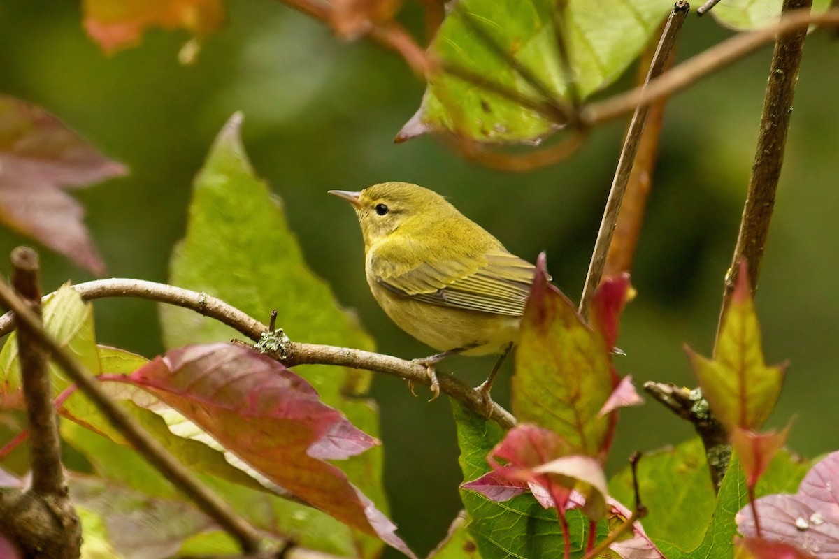 Tennessee Warbler - ML641461097