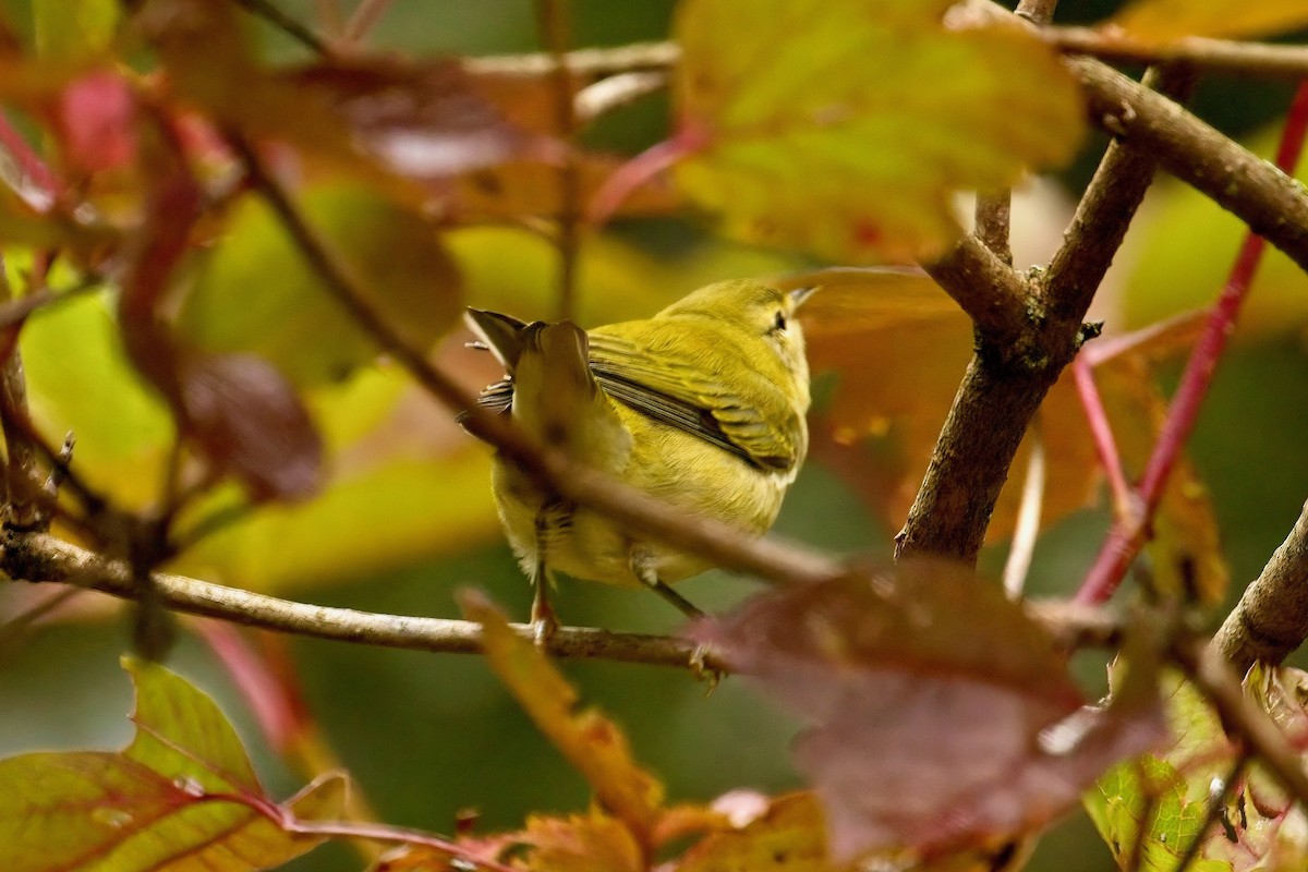 Tennessee Warbler - ML641461110