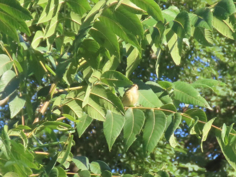 Cape May Warbler - ML641461111