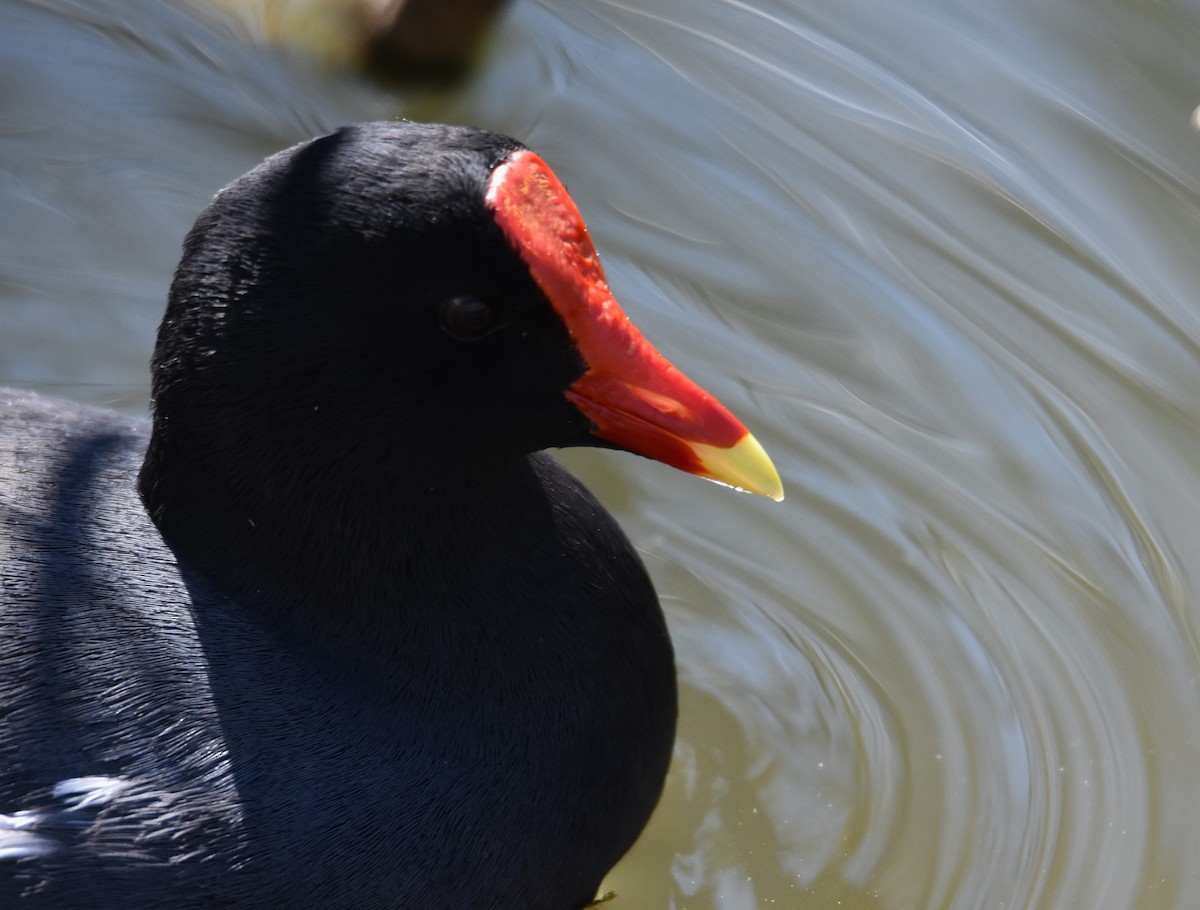 Common Gallinule - ML641461134