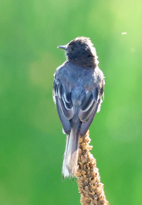 Black Phoebe - ML641461136