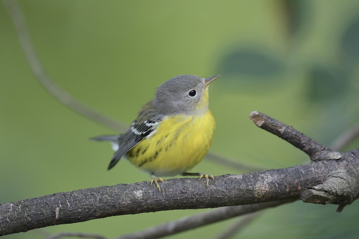 Magnolia Warbler - ML641461138