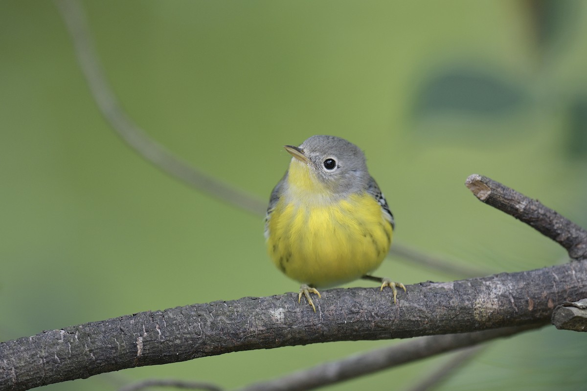 Magnolia Warbler - ML641461139