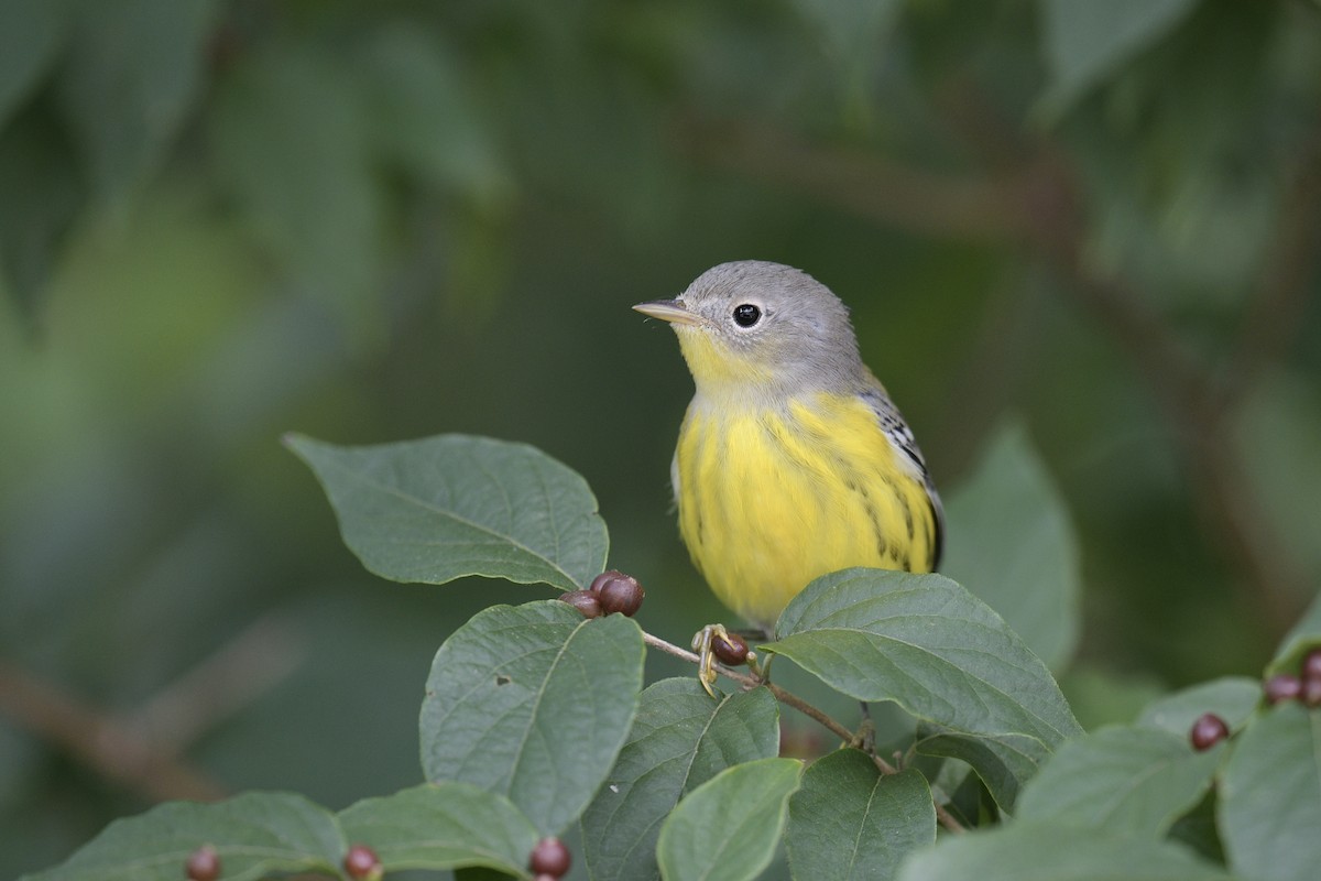 Magnolia Warbler - ML641461140