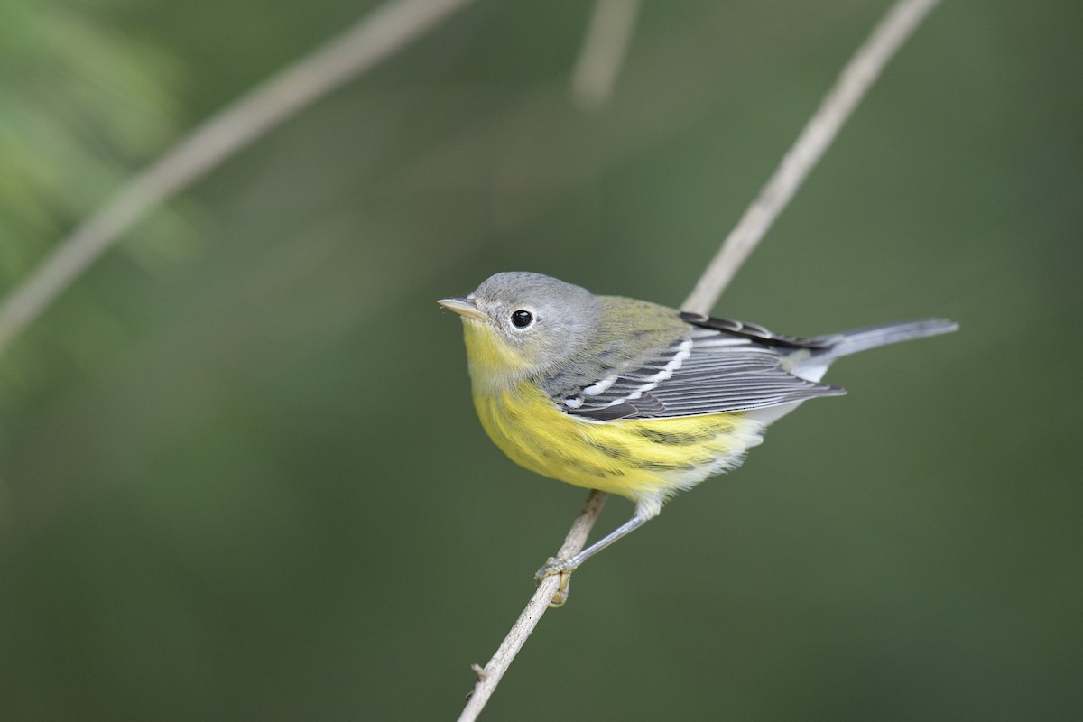 Magnolia Warbler - ML641461141