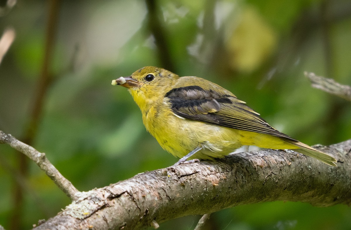 Scarlet Tanager - ML641461143