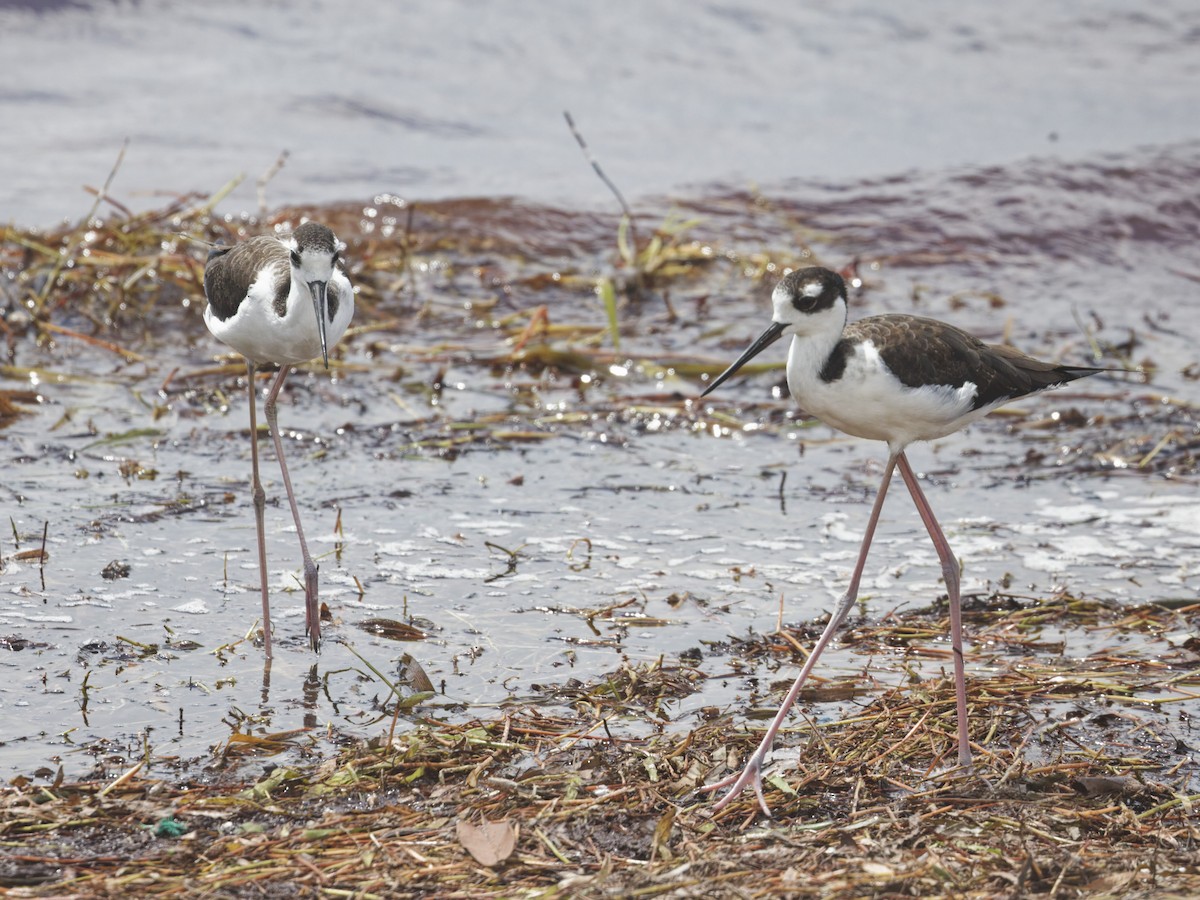 Black-necked Stilt - ML641461144