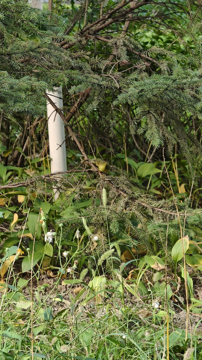 Alström's Warbler - ML641461145