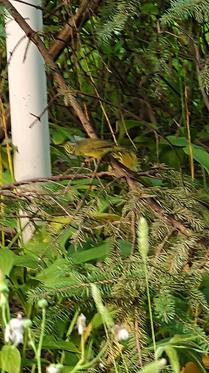 Alström's Warbler - ML641461146