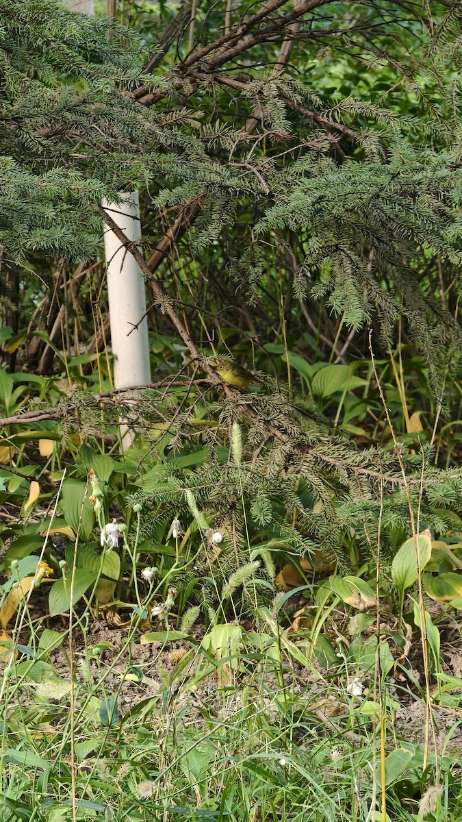 Alström's Warbler - ML641461147