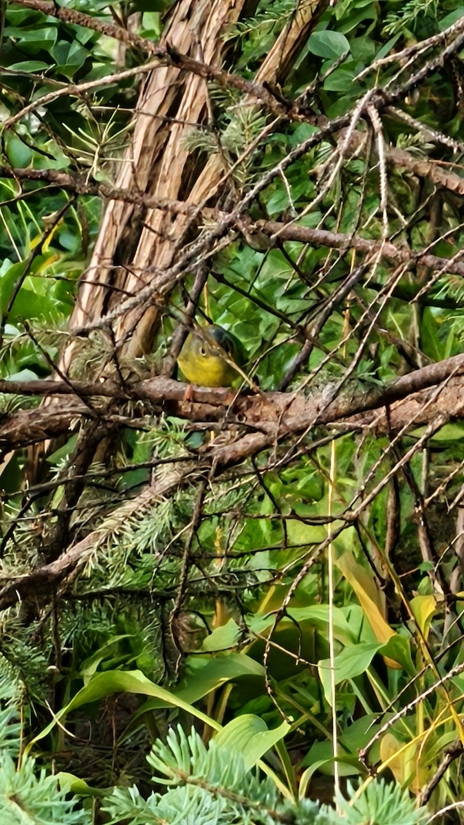 Alström's Warbler - ML641461148