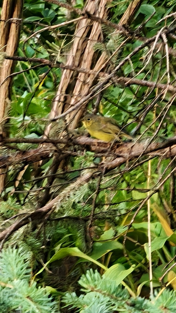 Alström's Warbler - ML641461149
