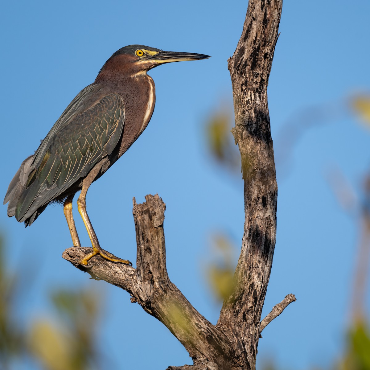 Green Heron - ML641461150