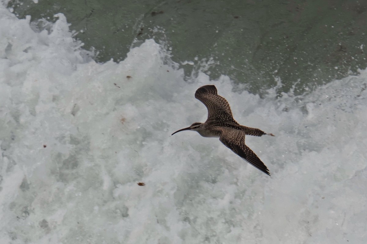 Whimbrel - ML641461160