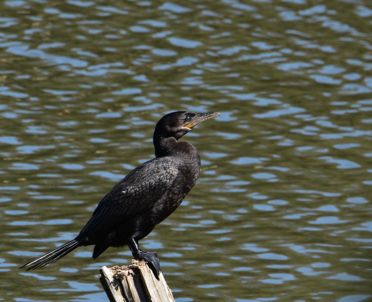Neotropic Cormorant - ML641461161