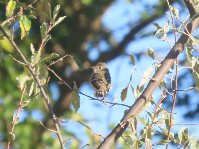 Least Flycatcher - ML641461162