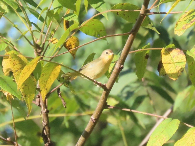 Nashville Warbler - ML641461171