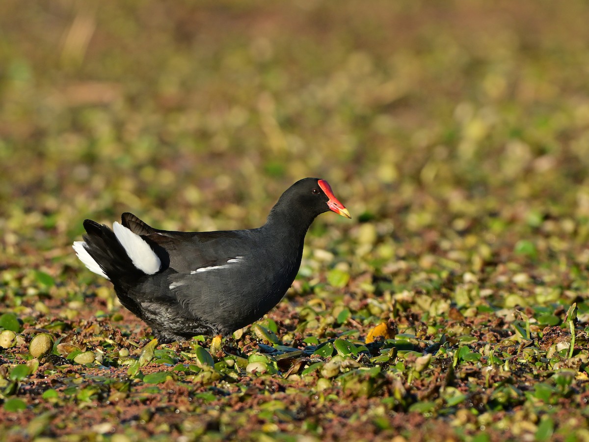 Common Gallinule - ML641461178