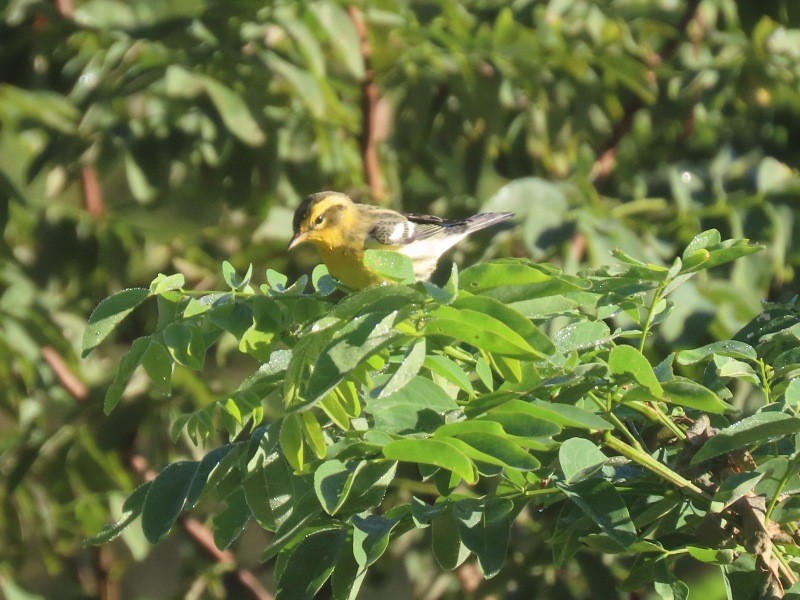 Blackburnian Warbler - ML641461184