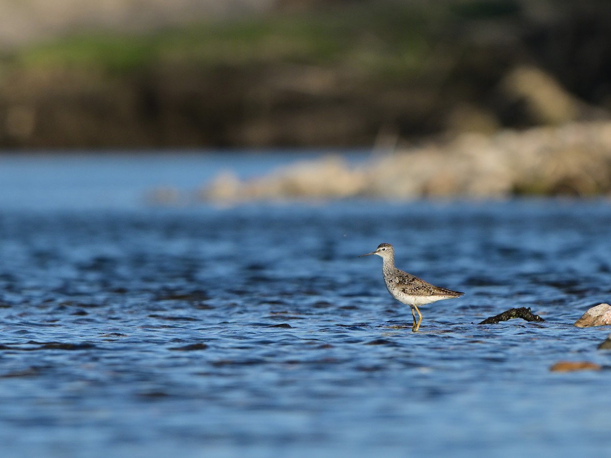 Lesser Yellowlegs - ML641461189