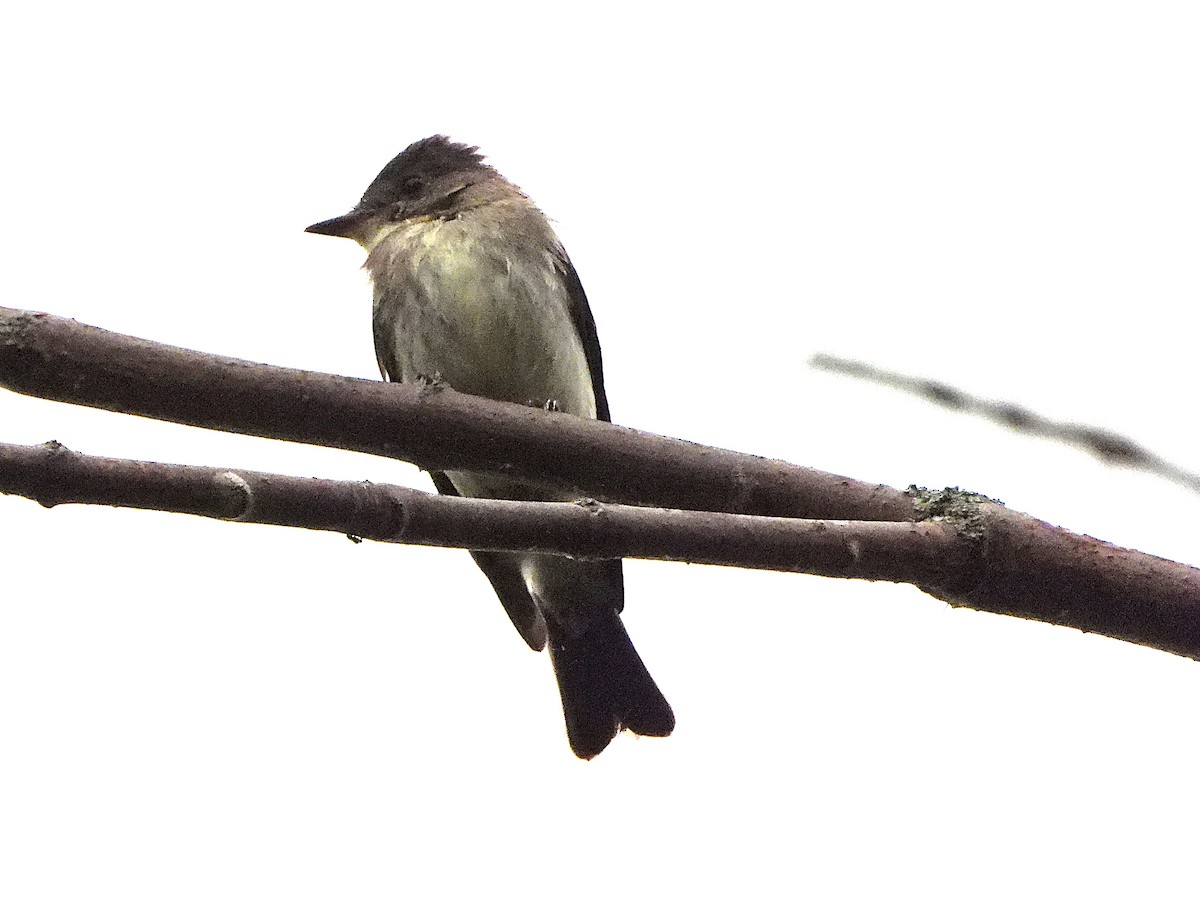 Eastern Wood-Pewee - ML641461193