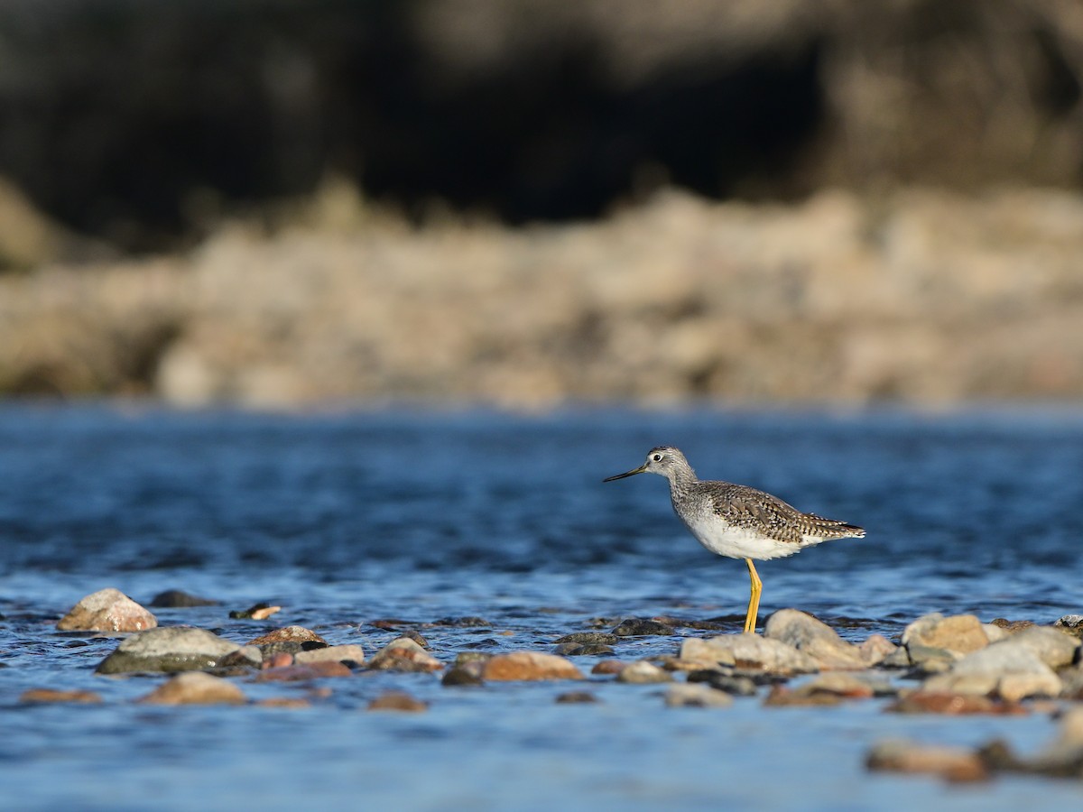 Greater Yellowlegs - ML641461197