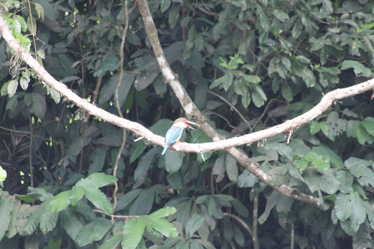 Stork-billed Kingfisher - ML64146121