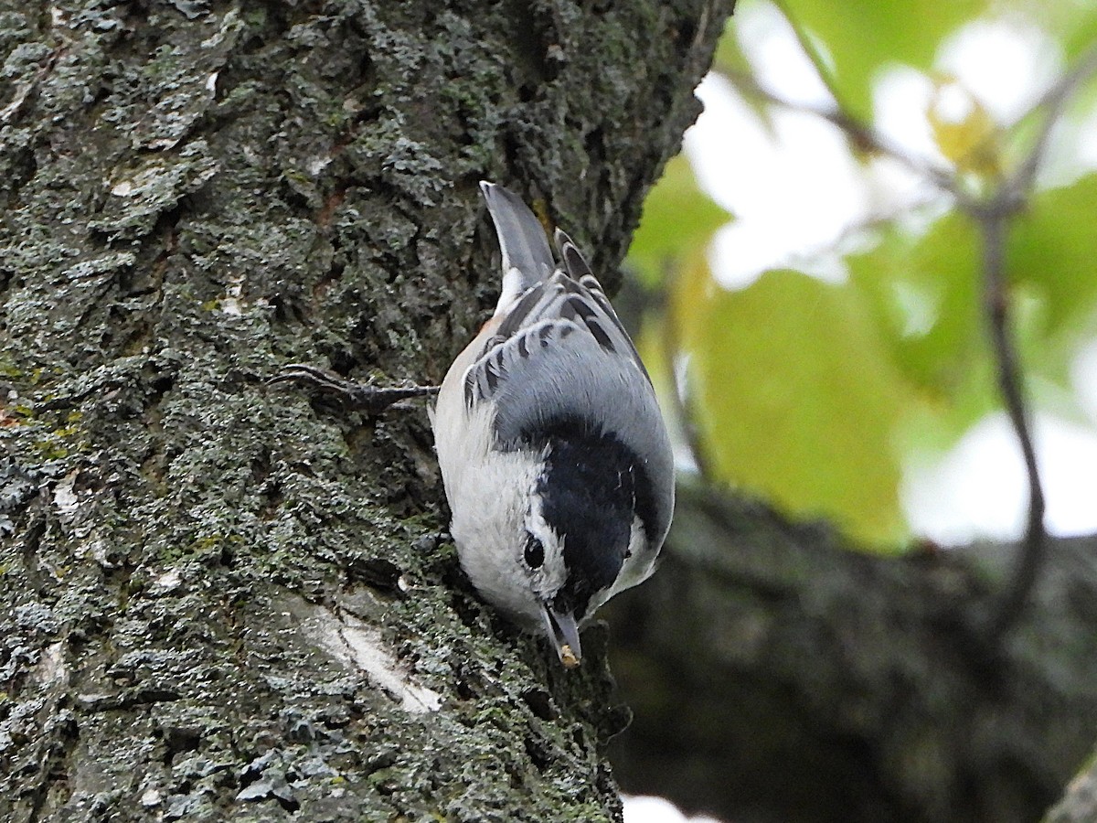 White-breasted Nuthatch - ML641461210