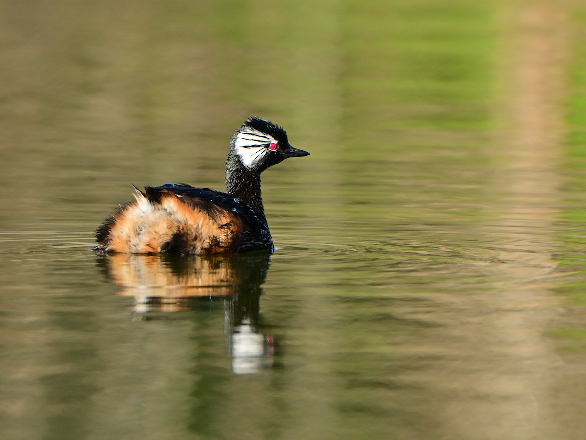 White-tufted Grebe - ML641461211