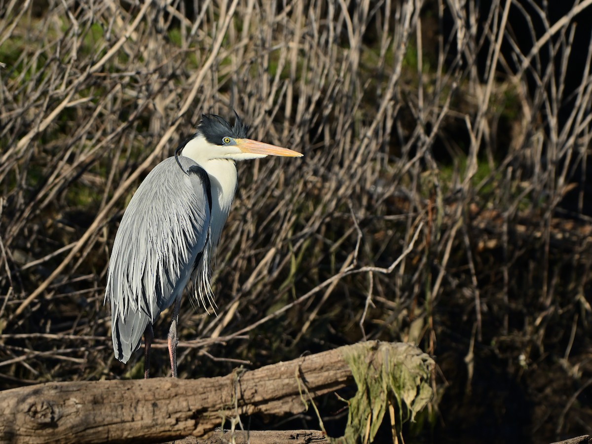 Cocoi Heron - ML641461217