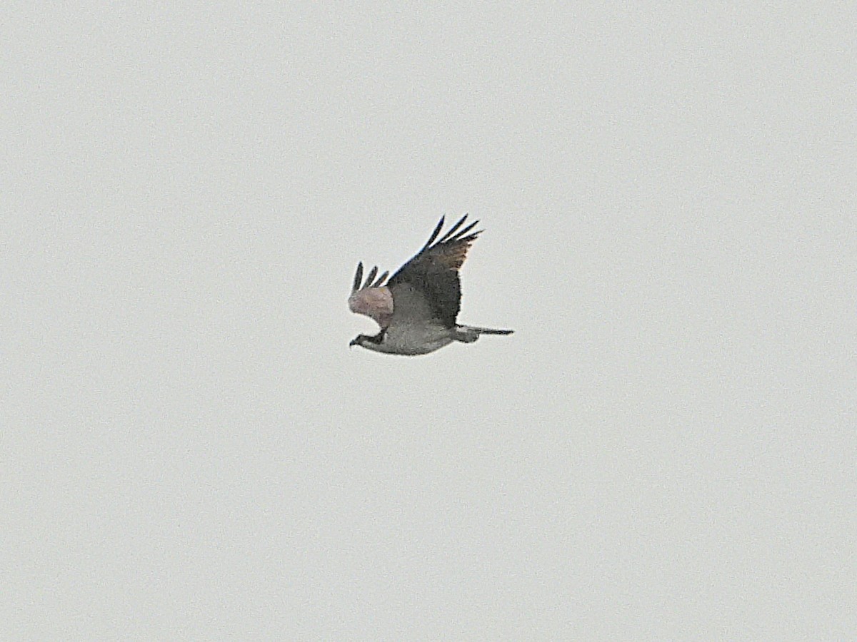 Arrano arrantzalea - ML641461220