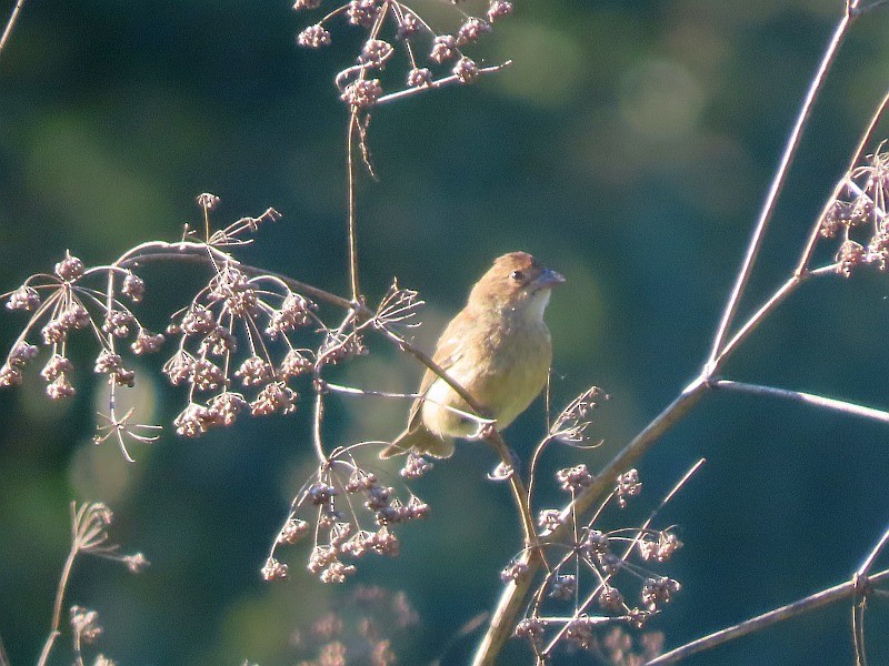 Indigo Bunting - ML641461225