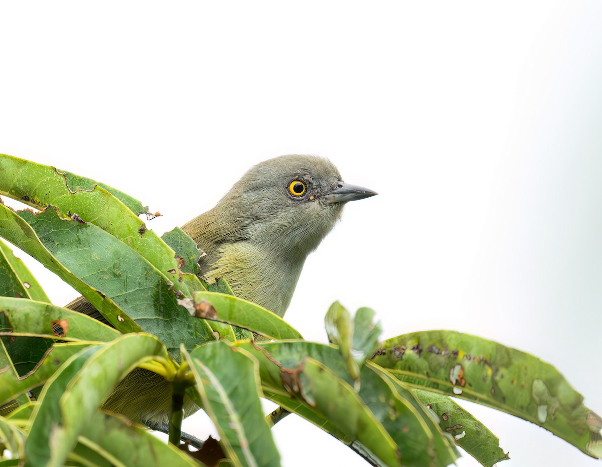 Black-faced Dacnis - ML641461235