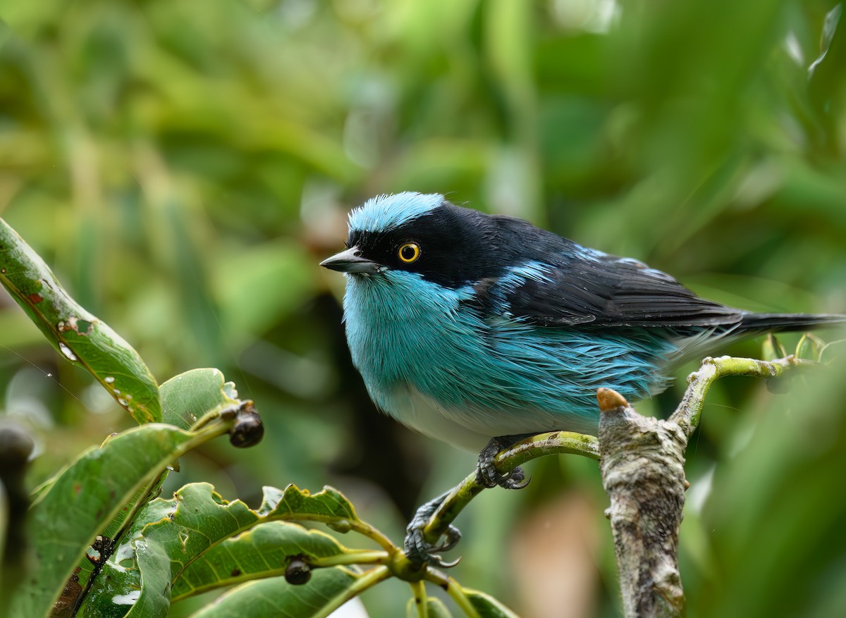 Black-faced Dacnis - ML641461236