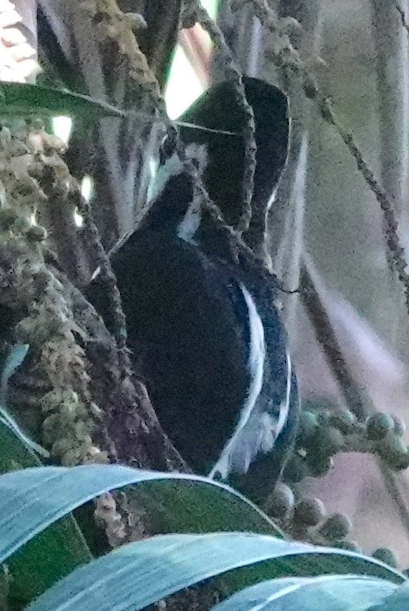 Powerful Woodpecker - ML641461286