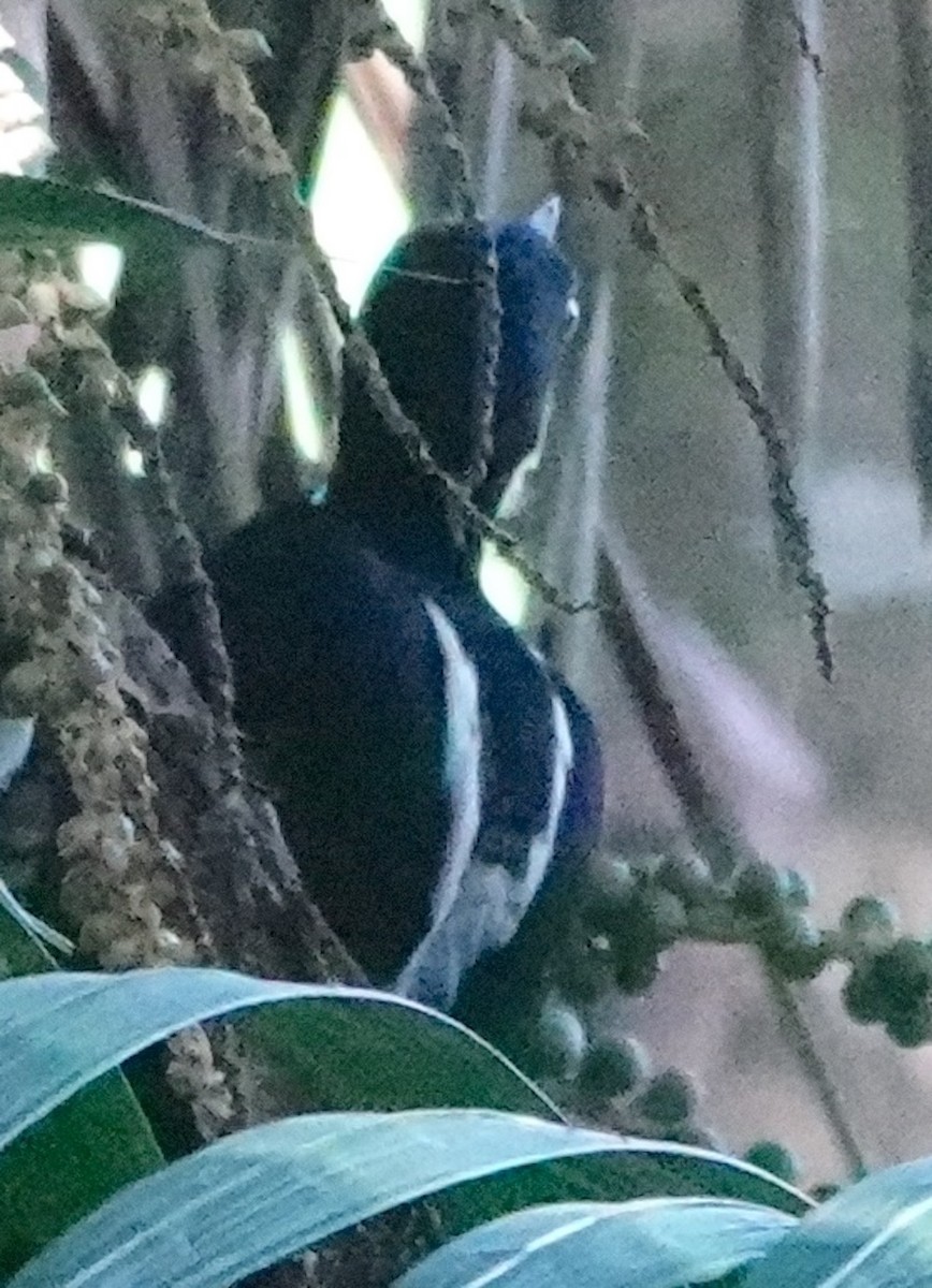 Powerful Woodpecker - ML641461287