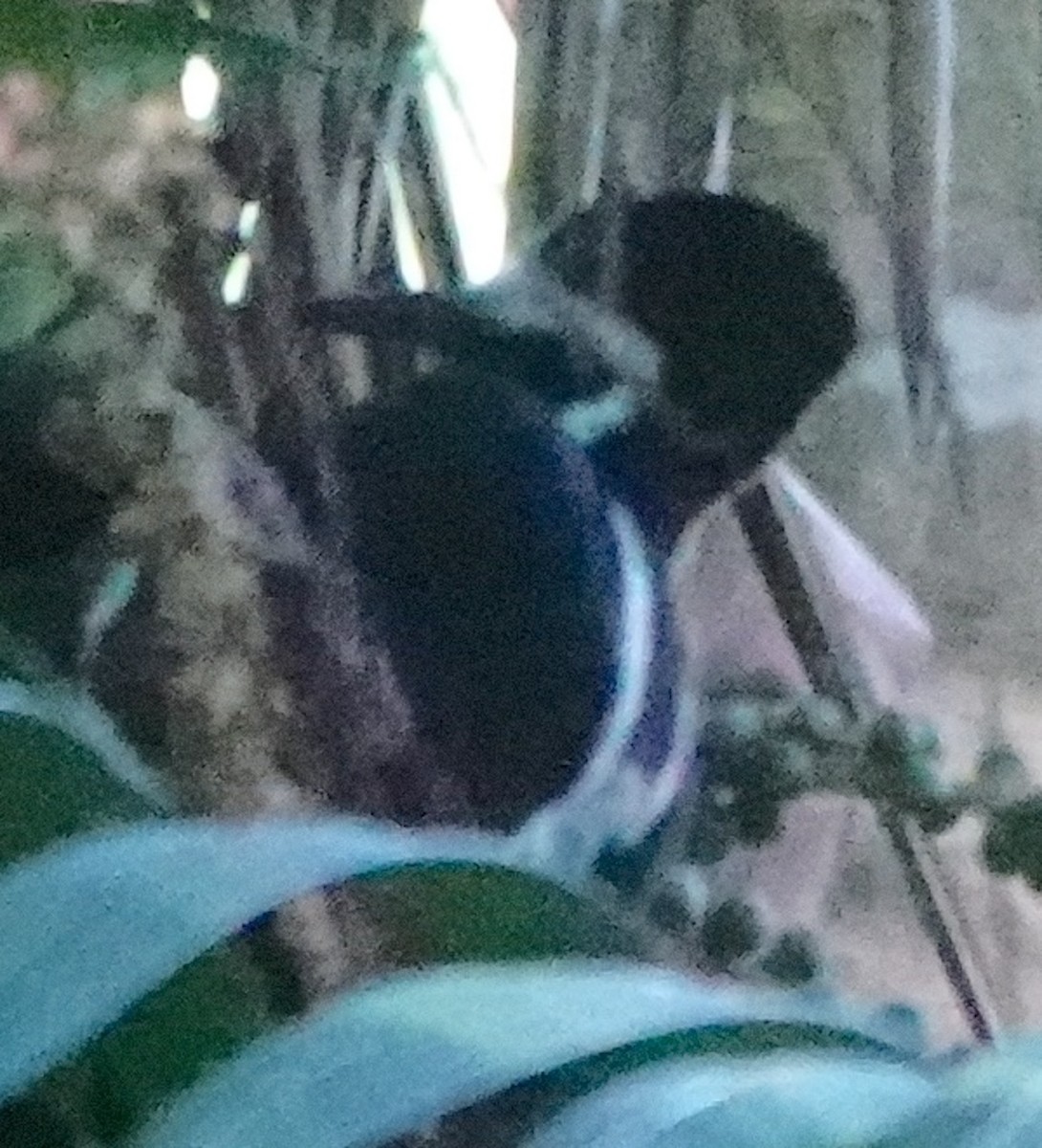 Powerful Woodpecker - ML641461288