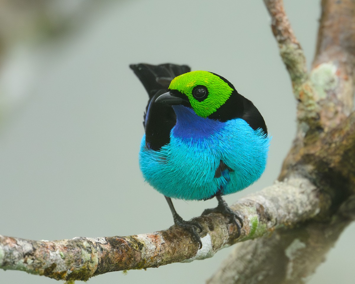 Paradise Tanager - ML641461303