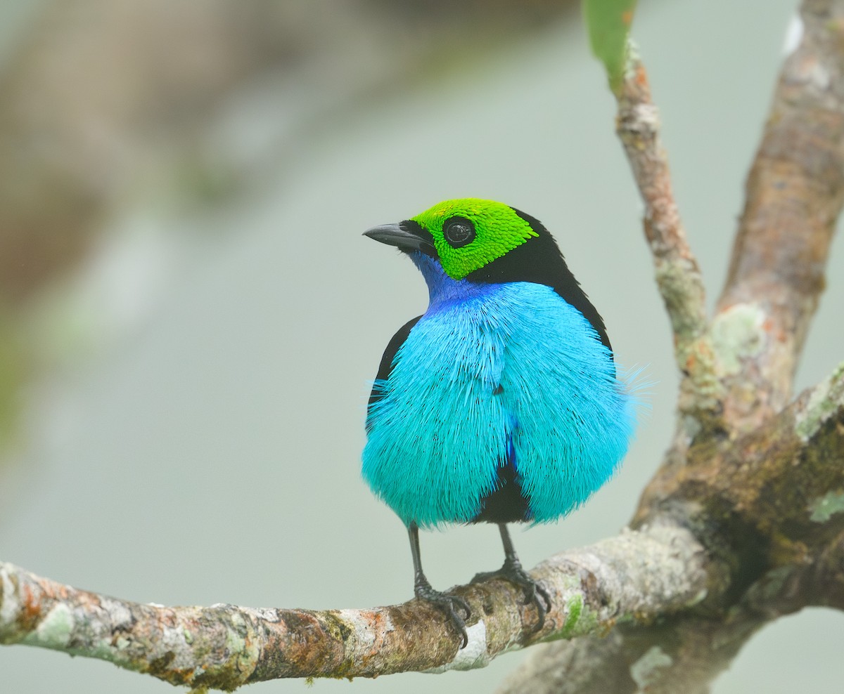 Paradise Tanager - ML641461304