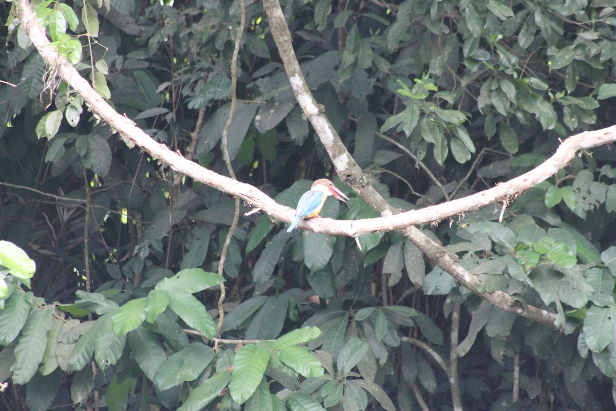 Stork-billed Kingfisher - ML64146131