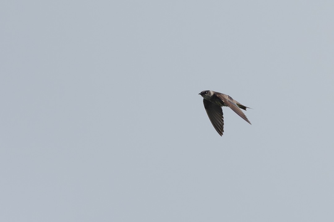Purple Martin - ML641461332