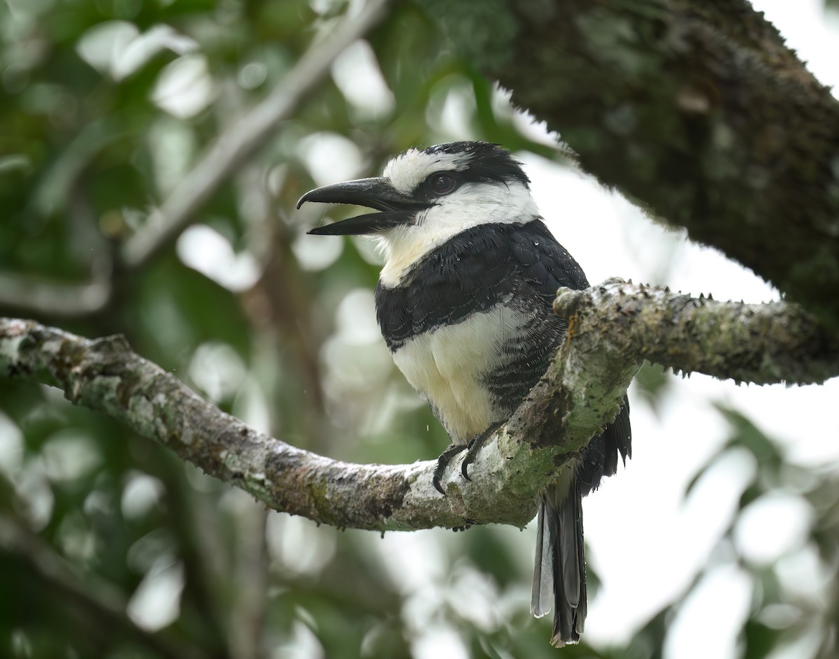 White-necked Puffbird - ML641461340