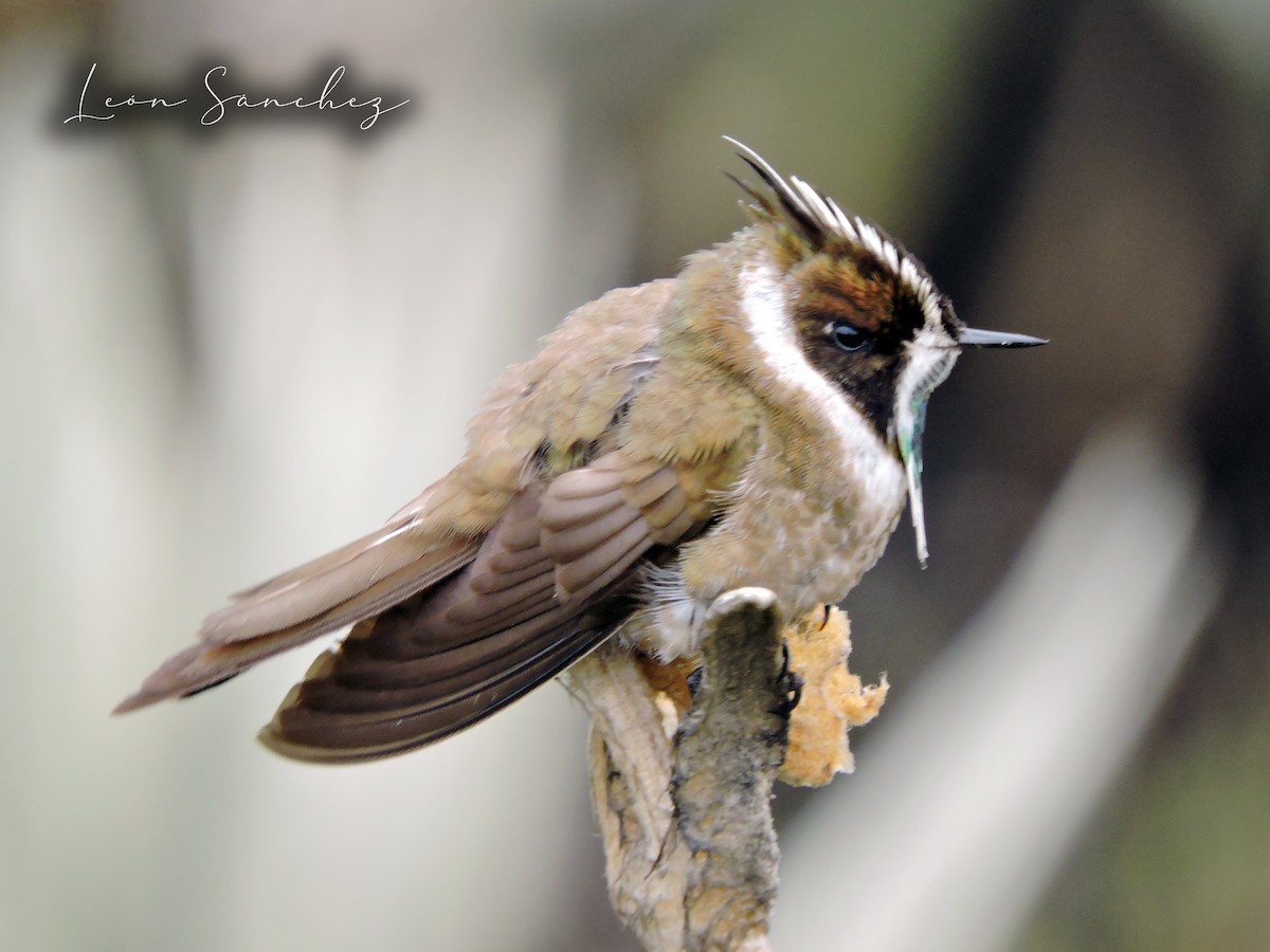 Green-bearded Helmetcrest - ML641461343