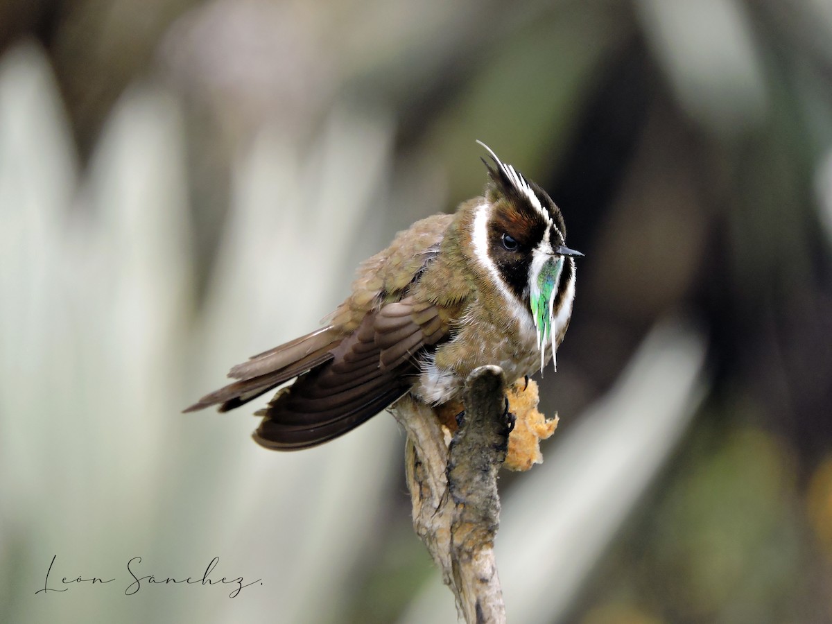Green-bearded Helmetcrest - ML641461344