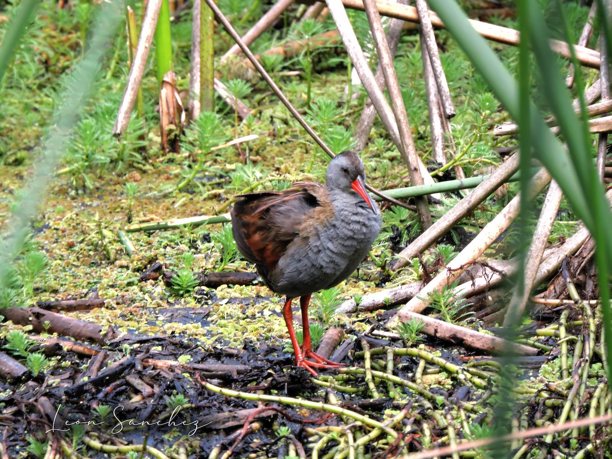 Bogota Rail - ML641461348