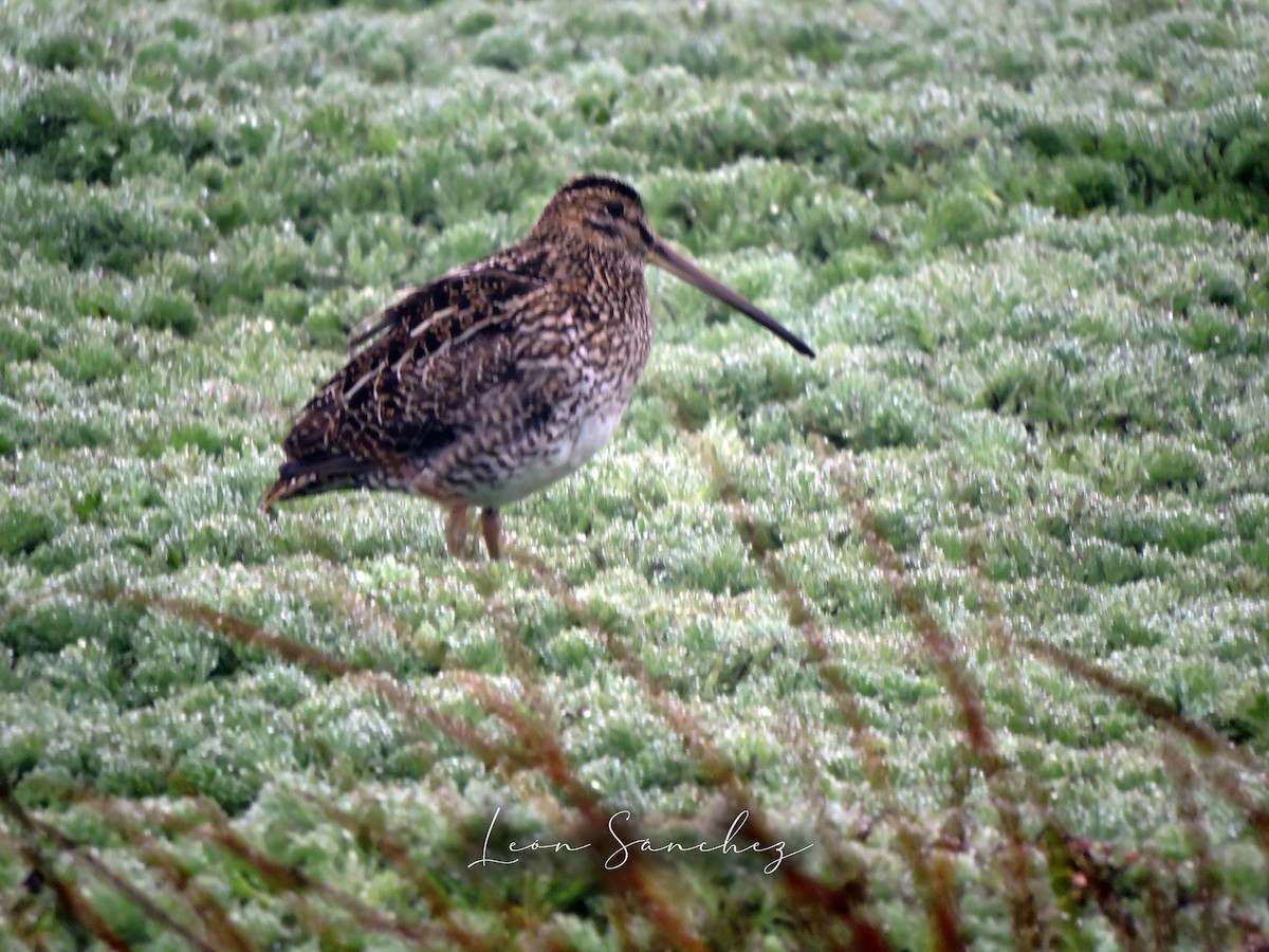 Noble Snipe - ML641461355