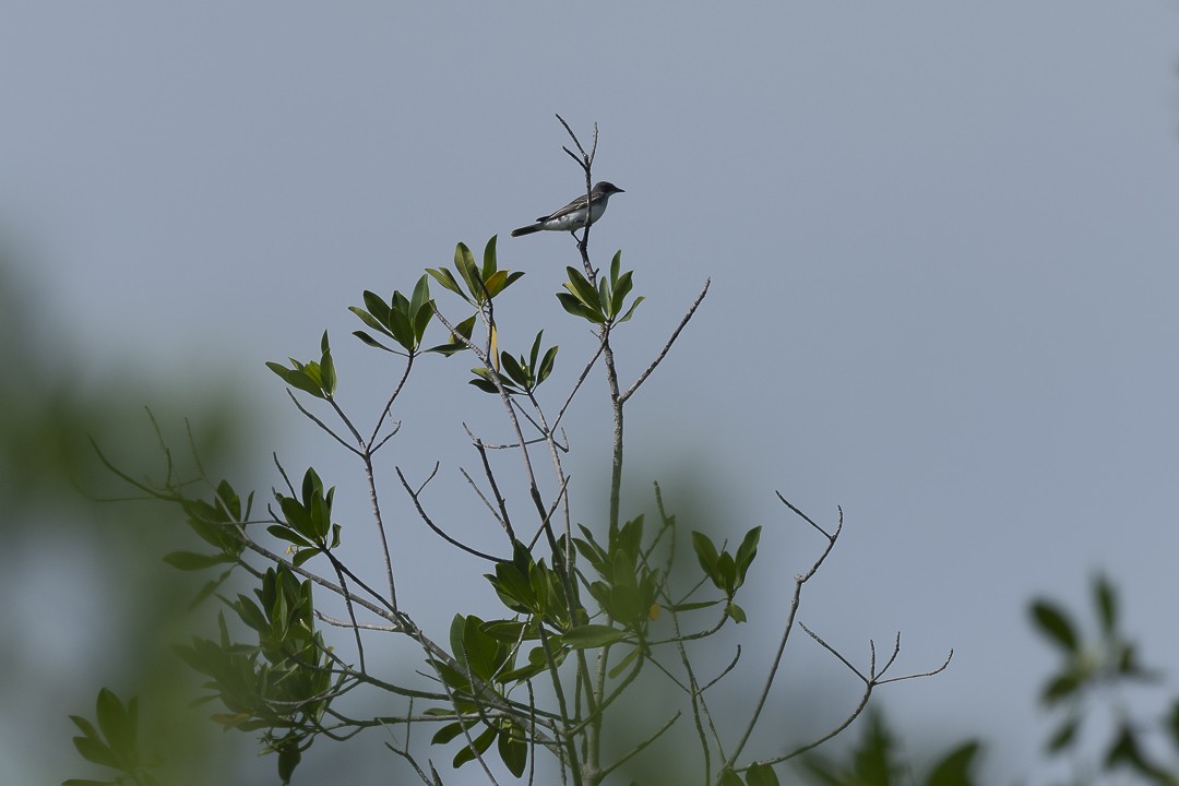 Eastern Kingbird - ML641461370