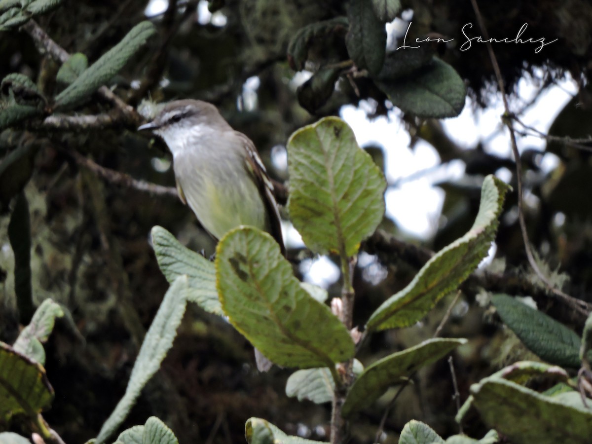 White-throated Tyrannulet - ML641461383