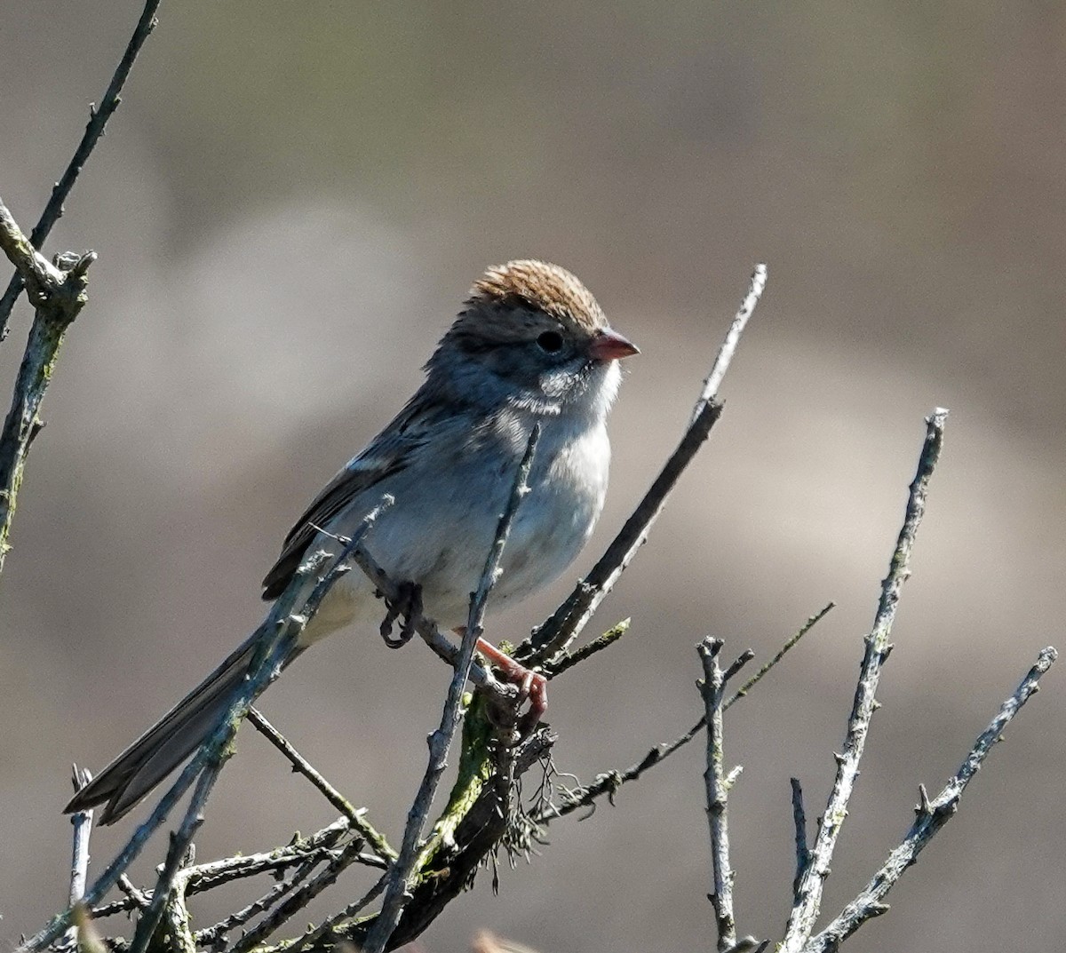 Brewer's Sparrow - ML641461386