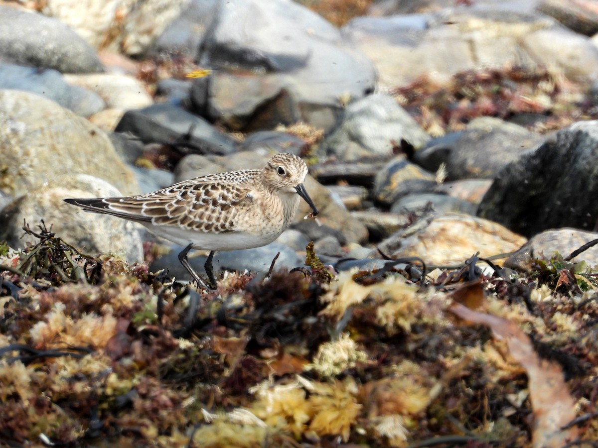 Baird's Sandpiper - ML641461395